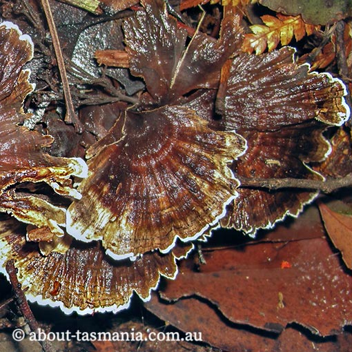 Phellodon plicatus, Tasmania, fungi