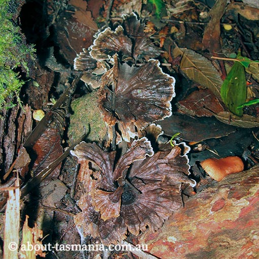 Phellodon plicatus, Tasmania, fungi