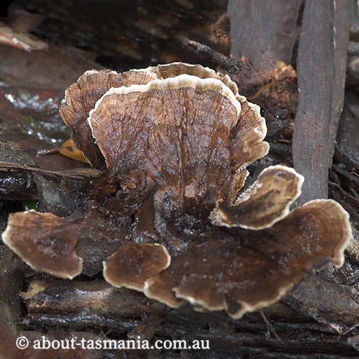 Phellodon plicatus, Tasmania, fungi