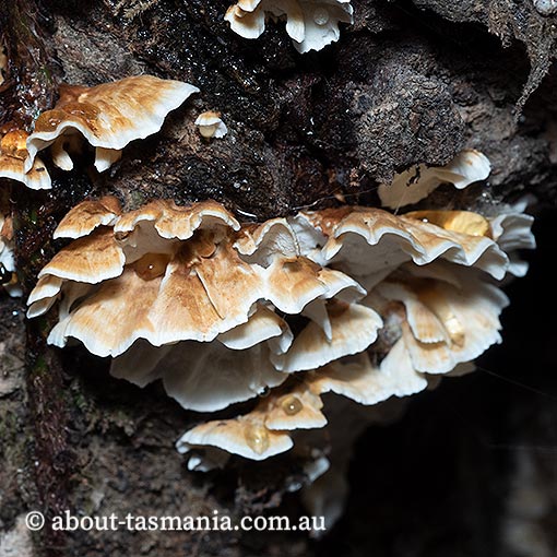  Postia dissecta, Tasmania, fungi