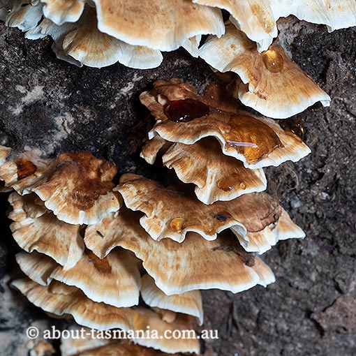  Postia dissecta, Tasmania, fungi