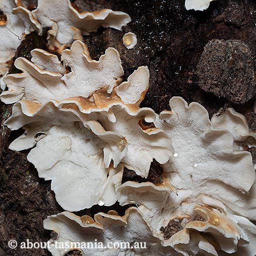  Postia dissecta, Tasmania, fungi