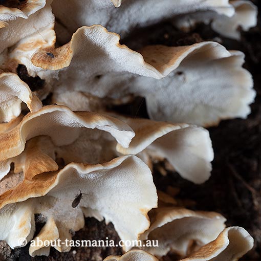  Postia dissecta, Tasmania, fungi