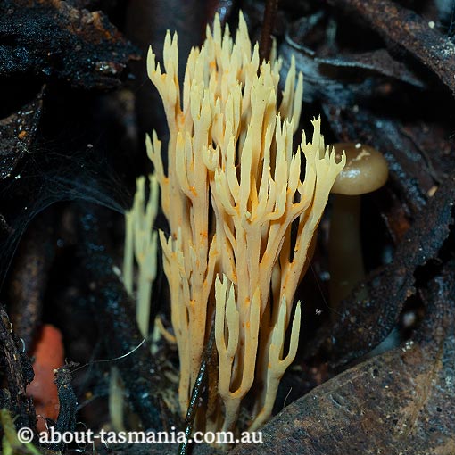 Ramaria flaccida, Tasmania