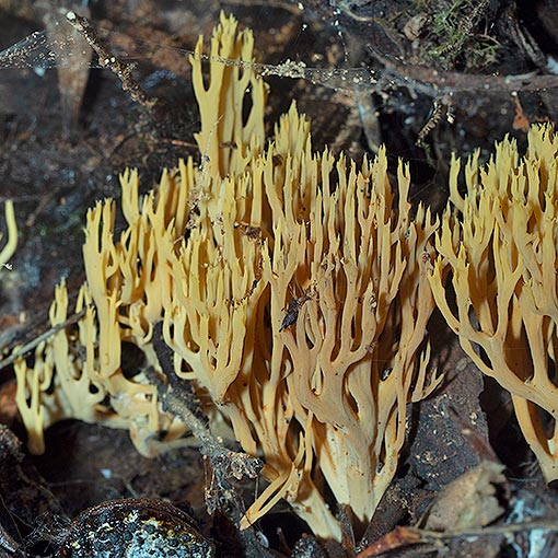 Ramaria flaccida, Tasmania