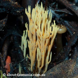 Ramaria flaccida