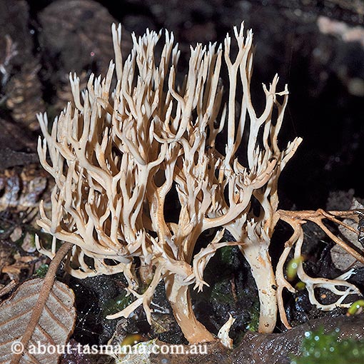 Ramaria pyrispora, Tasmania, fungi