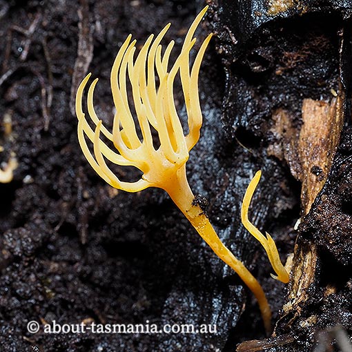 Ramariopsis crocea, Tasmania, fungi