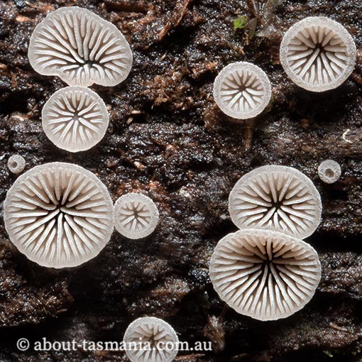 Resupinatus subapplicatus,  Tasmania, fungi