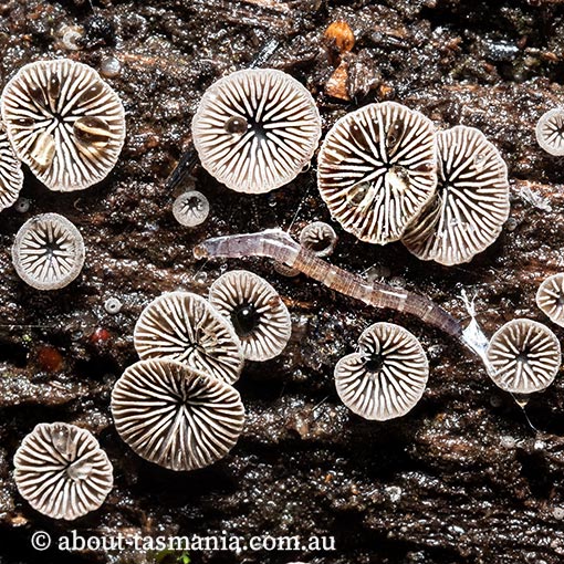 Resupinatus subapplicatus,  Tasmania, fungi