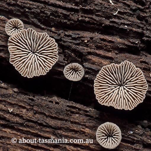 Resupinatus subapplicatus,  Tasmania, fungi