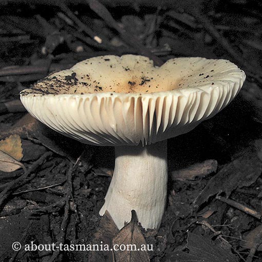 Russula marangania, Tasmania, fungi