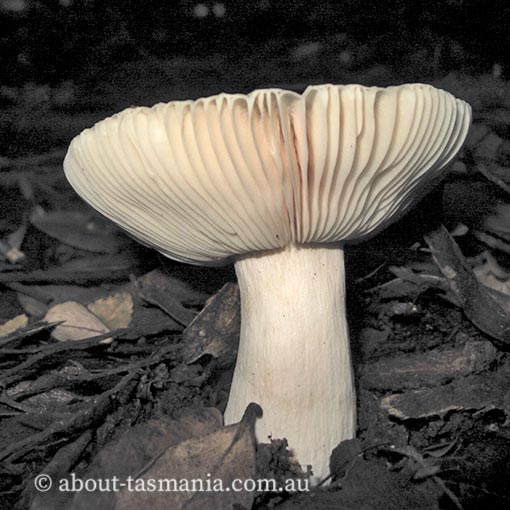 Russula marangania, Tasmania, fungi