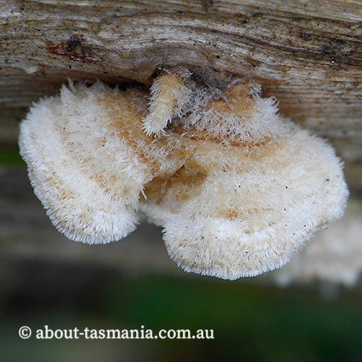 Stereum ochraceoflavum, Tasmania, fungi