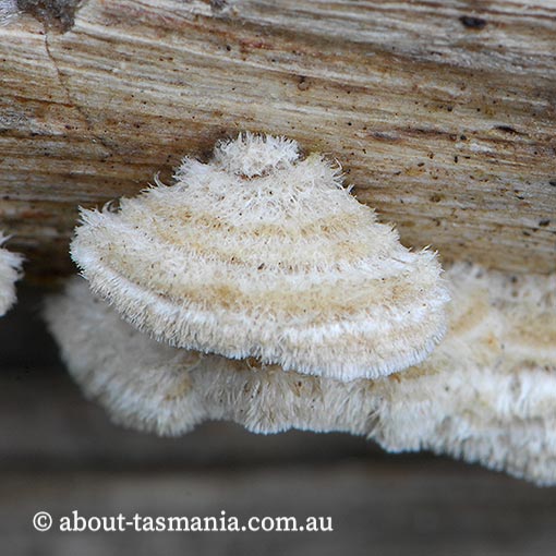 Stereum ochraceoflavum, Tasmania, fungi