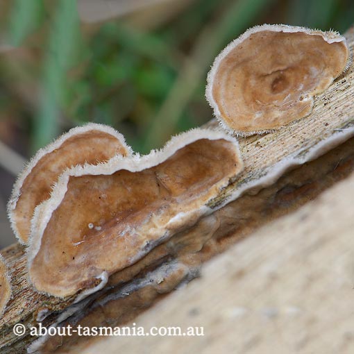 Stereum ochraceoflavum, Tasmania, fungi