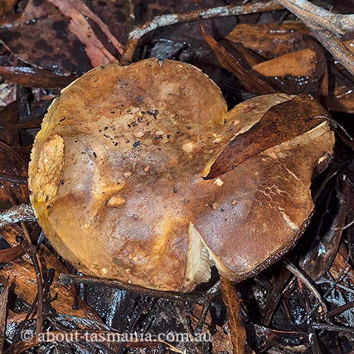 Boletus sp., Tasmania, fungi