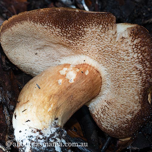 Boletus sp., Tasmania, fungi