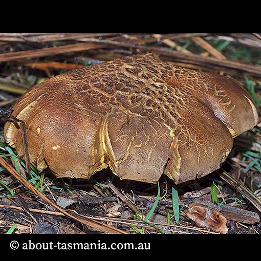 Boletus sp., Tasmania, fungi