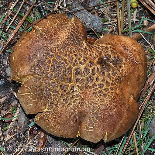 Boletus sp., Tasmania, fungi
