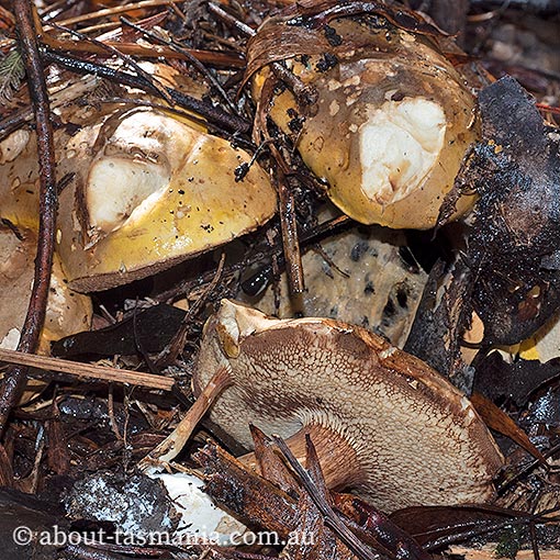 Boletus sp., Tasmania, fungi