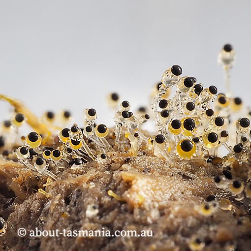 Pilobolus sp. , Tasmania, fungi