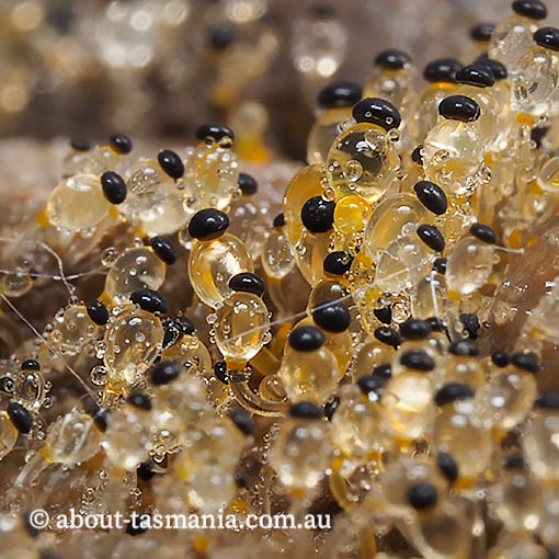 Pilobolus sp. , Tasmania, fungi