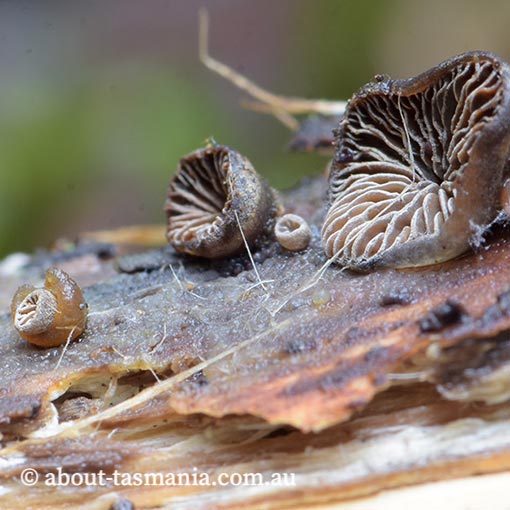 Resupinatus subapplicatus,  Tasmania, fungi