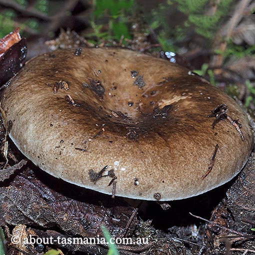 Russula albonigra, Tasmania, fungi