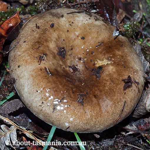 Russula albonigra, Tasmania, fungi