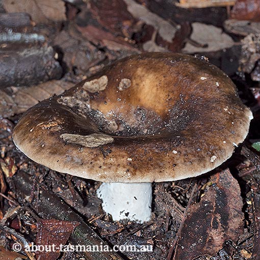Russula albonigra, Tasmania, fungi