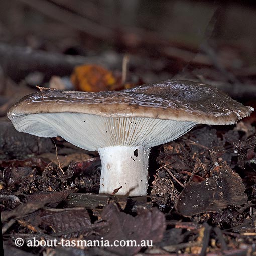 Russula albonigra, Tasmania, fungi