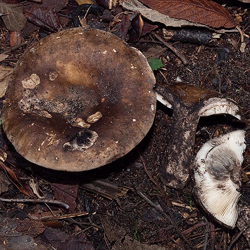 Russula albonigra, Tasmania, fungi