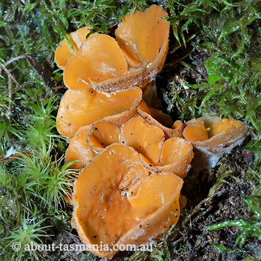 Aleuria rhenana, Sowerbyella rhenana, Tasmania, fungi