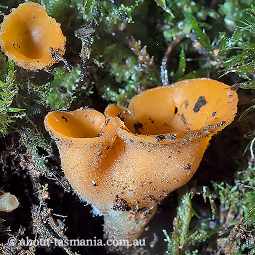 Aleuria rhenana, Sowerbyella rhenana, Tasmania, fungi