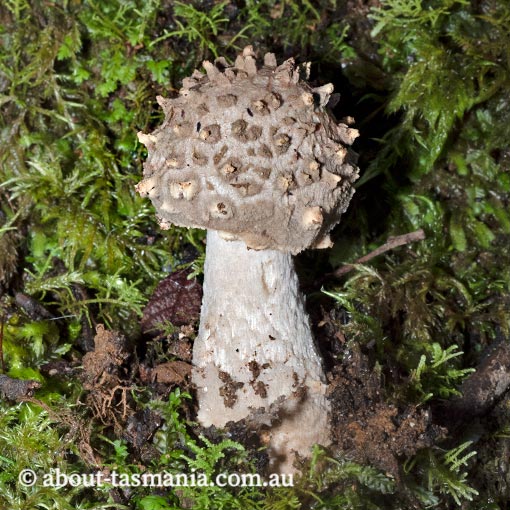 Amanita 'spikey', Tasmania, fungi