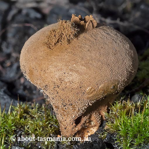 Bovista brunnea, Tasmania, fungi