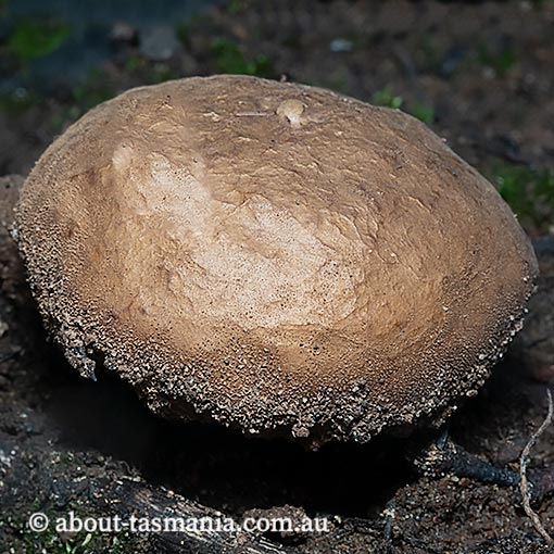 Bovista brunnea, Tasmania, fungi