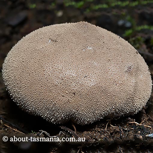 Bovista brunnea, Tasmania, fungi
