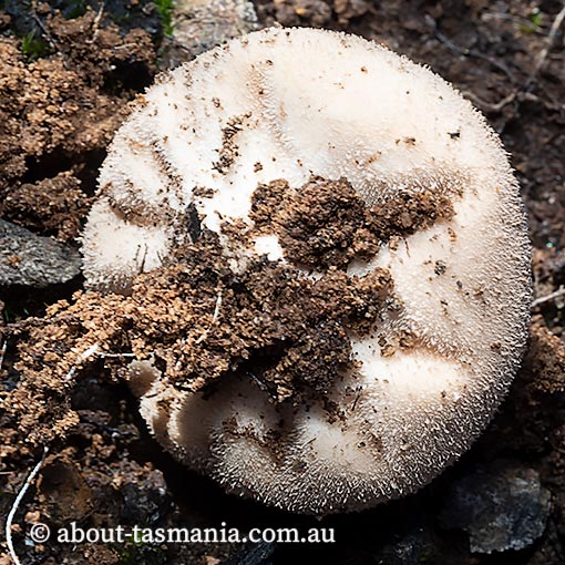 Bovista brunnea, Tasmania, fungi