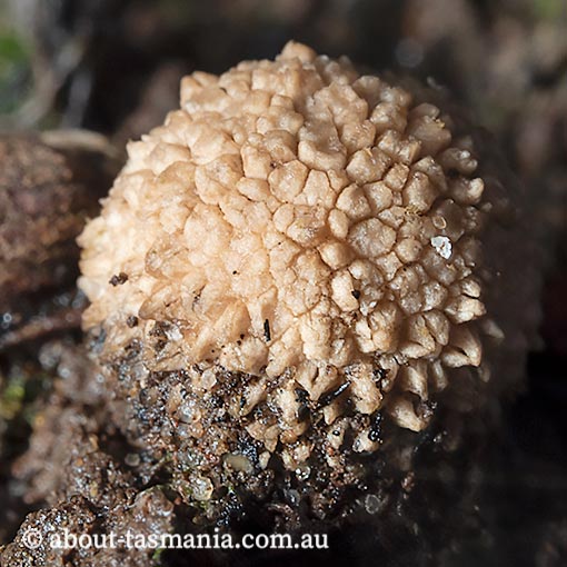 Bovista brunnea, Tasmania, fungi