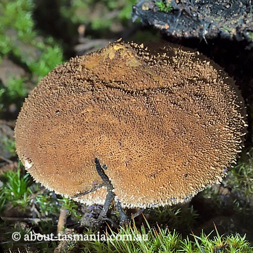 Bovista brunnea, Tasmania, fungi
