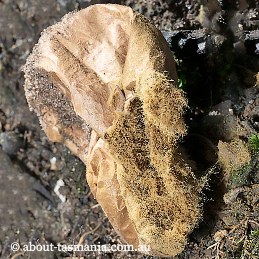 Bovista brunnea, Tasmania, fungi