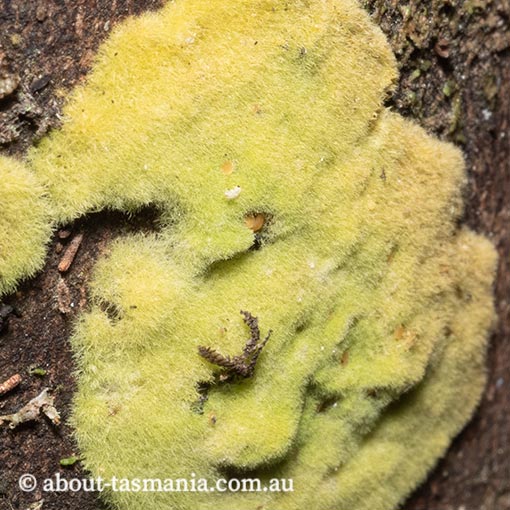 Coenogonium implexum, Tasmania