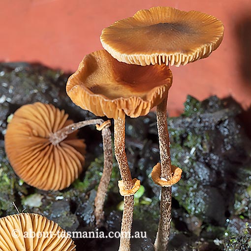 Conocybe filaris, Tasmania, fungi