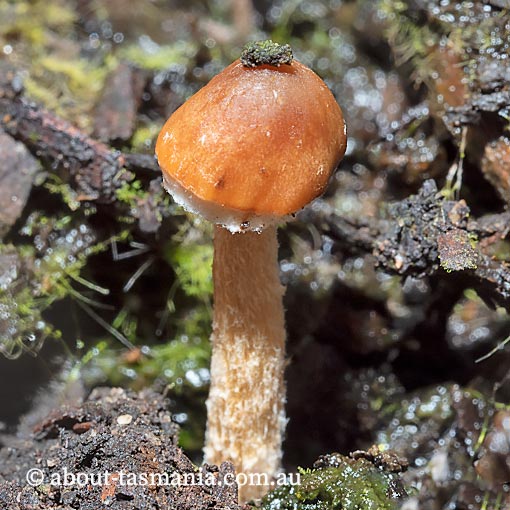 Conocybe filaris, Tasmania, fungi
