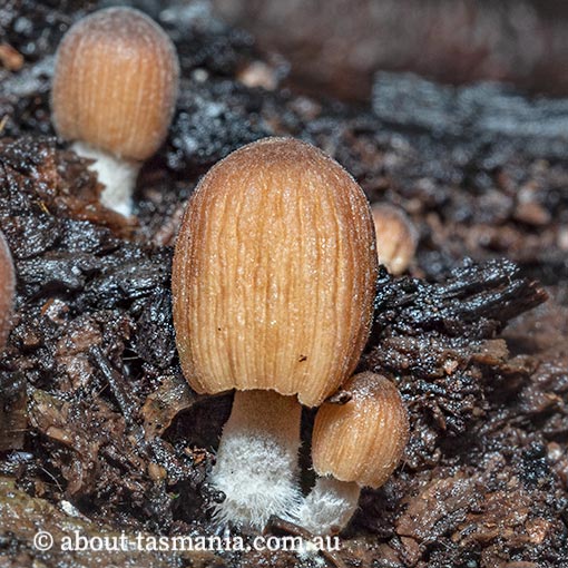 Coprinus-aff.-domesticus Coprinus aff. domesticus, Tasmania, fungi