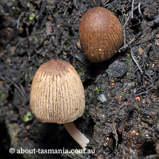 Coprinus-aff.-domesticus2 Coprinus aff. domesticus, Tasmania, fungi