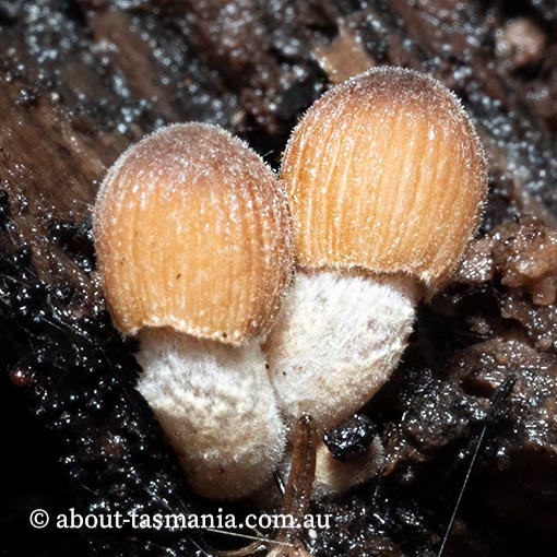 Coprinus-aff.-domesticus3 Coprinus aff. domesticus, Tasmania, fungi
