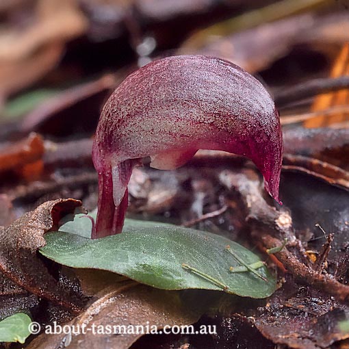 Corybas aconitiflorus, Spurred Helmet-orchid, Tasmania